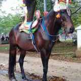 Kuda Renggong Parmonas Studio