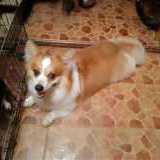Welsh Corgi Jantan