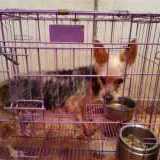 Yorkshire Betina