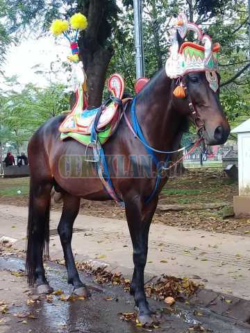 Kuda Renggong Pak Jamal