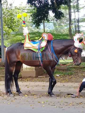 Kuda Renggong Bandung Kencana