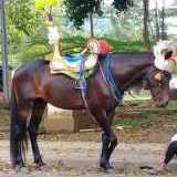 Kuda Renggong Bandung Kencana