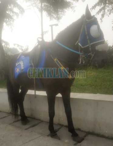 Kuda Renggong Pak Jaya
